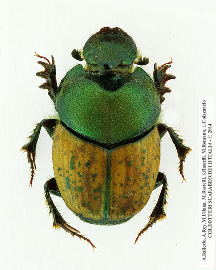 Onthophagus vacca, femmina